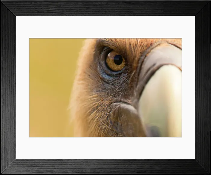Framed Print : Closeup eye and beak of furious wild vulture looking at camera on blurred background Framed Print : Closeup eye and beak of furious wild vulture looking at camera on blurred background