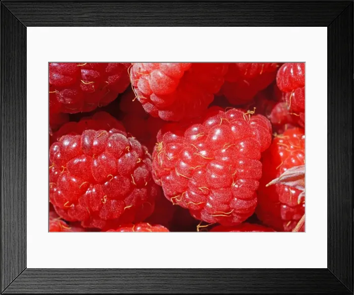 Framed Print : Ripe raspberry as a background extreme close-up (macro) Framed Print : Ripe raspberry as a background extreme close-up (macro)