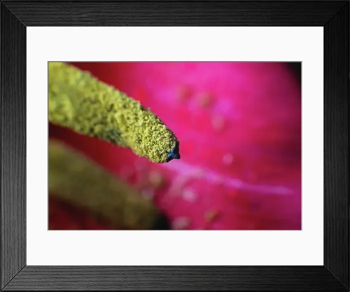 Framed Print : Extreme macro in shallow depth of field pollen wild tulip macro close-up Framed Print : Extreme macro in shallow depth of field pollen wild tulip macro close-up