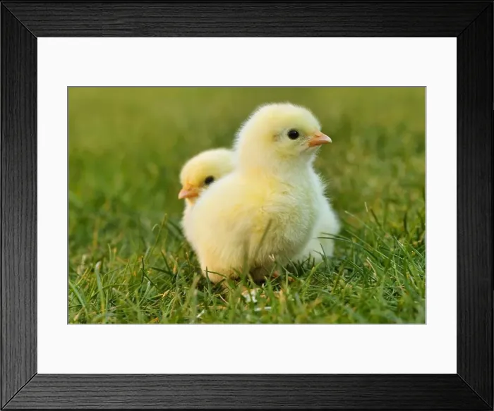 Framed Print : chick easter chick easter yellow Framed Print : chick easter chick easter yellow