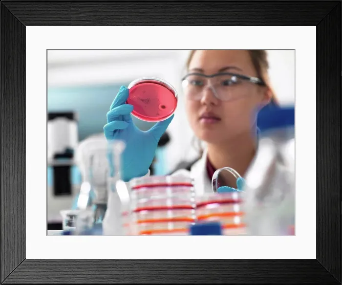 Framed Print : Scientist examining microbiological cultures in petri dishes in laboratory Framed Print : Scientist examining microbiological cultures in petri dishes in laboratory