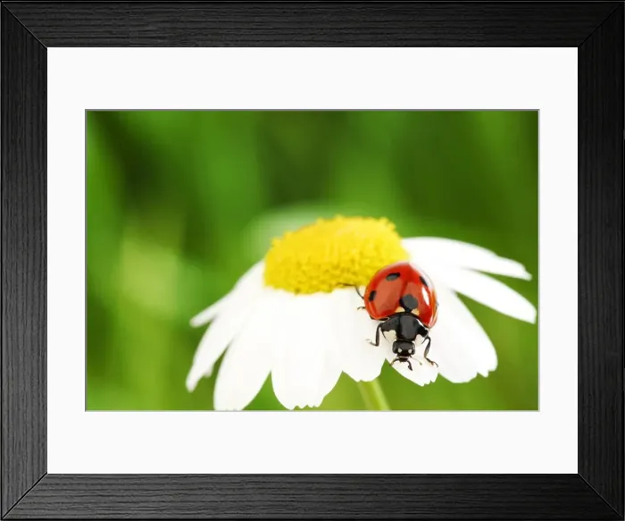 Framed Print : ladybug on camomile Framed Print : ladybug on camomile