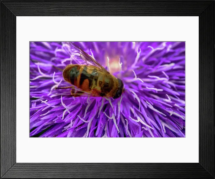Framed Print : A pretty purple dahlia flower with a bee crawling on it Macro photo of a pretty purple dahlia flower with a bee Framed Print : A pretty purple dahlia flower with a bee crawling on it Macro photo of a pretty purple dahlia flower with a bee