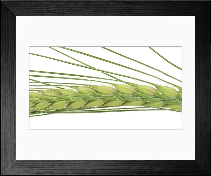 Framed Print : Close-up of a green ear of barley