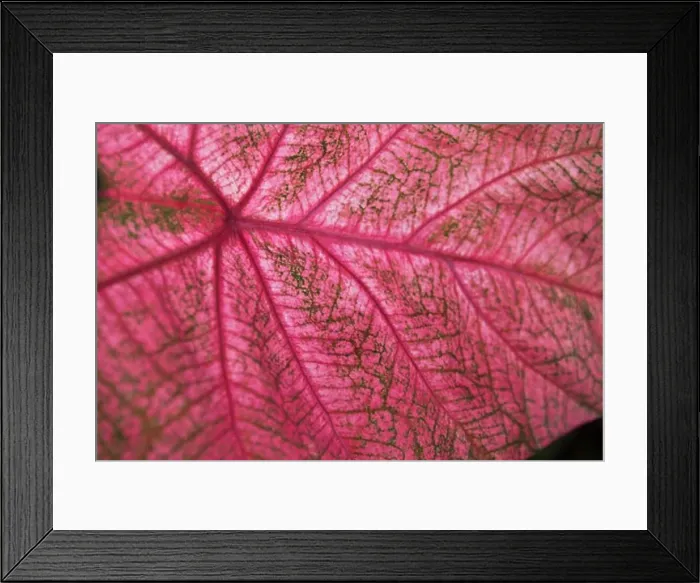 Framed Print : Leaf, Close-up Framed Print : Leaf, Close-up