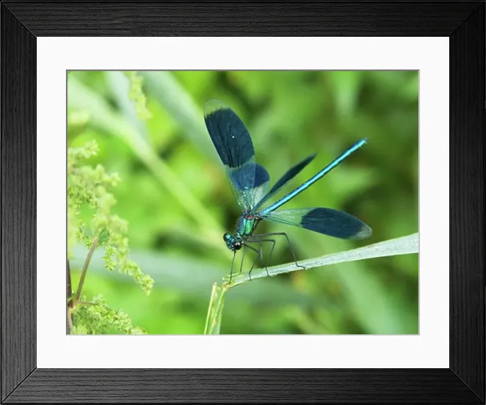 Framed Print : Banded Demoiselle, Amperauen, Germany