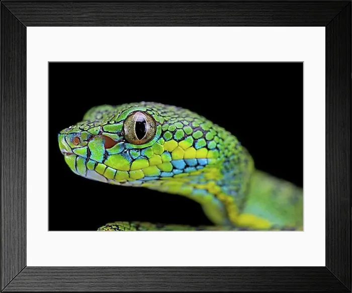Framed Print : Palawan pit viper (Parias schultzei), juvenil, portrait, endemic to Palawan, Philippines, Asia Framed Print : Palawan pit viper (Parias schultzei), juvenil, portrait, endemic to Palawan, Philippines, Asia