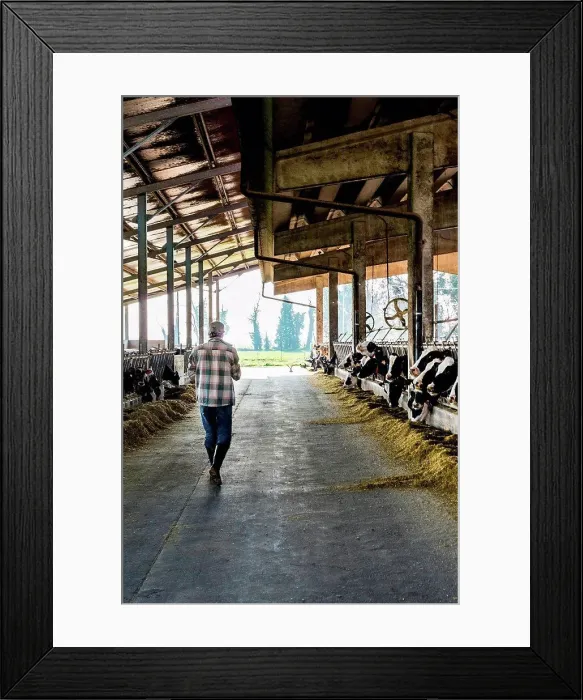 Framed Print : Dairy farm worker walking through cattle shed Framed Print : Dairy farm worker walking through cattle shed