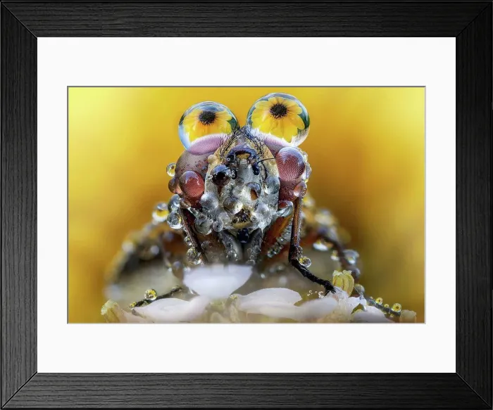 Framed Print : Fly with dew drops on its eyes and yellow flowers reflected Framed Print : Fly with dew drops on its eyes and yellow flowers reflected