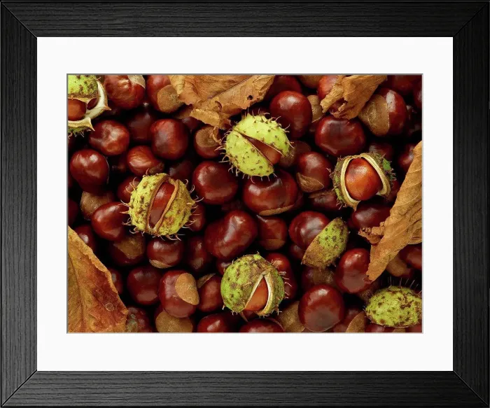 Framed Print : Conkers, full frame Framed Print : Conkers, full frame