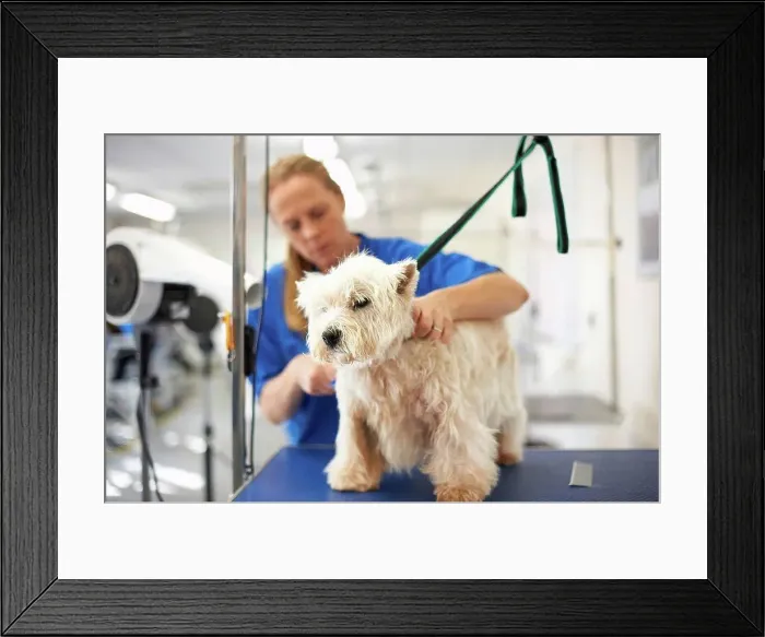 Framed Print : Woman grooming dog in pet salon Framed Print : Woman grooming dog in pet salon