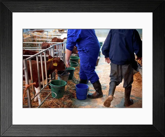 Framed Print : Farm workers feeding calves in cattle shed Framed Print : Farm workers feeding calves in cattle shed
