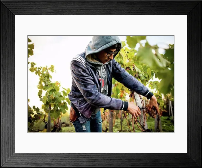 Framed Print : Young man cutting grapes from vine in vineyard