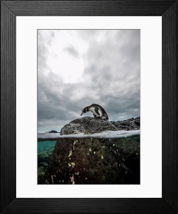 Framed Print : Galapagos Penguin resting on rocks, Seymour, Galapagos, Ecuador Framed Print : Galapagos Penguin resting on rocks, Seymour, Galapagos, Ecuador