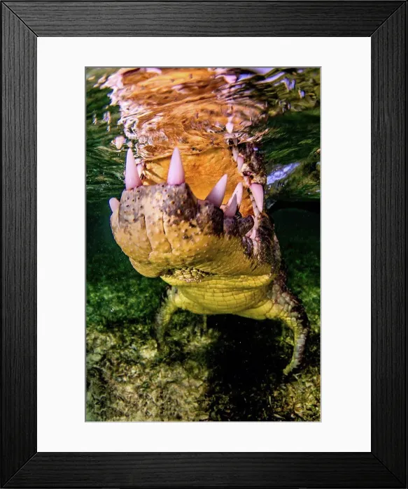 Framed Print : Jaws of crocodile Framed Print : Jaws of crocodile
