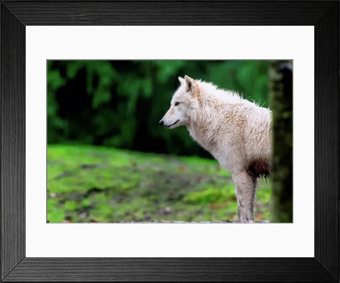 Framed Print : Grey Wolf, Seattle, Washington, USA Framed Print : Grey Wolf, Seattle, Washington, USA