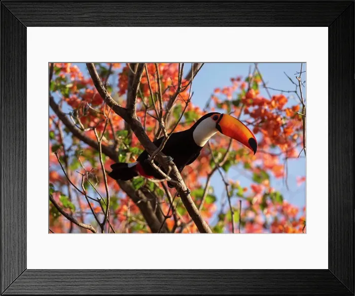 Framed Print : Brazil, Mato Grosso Do Sul, Toucan perching on branch