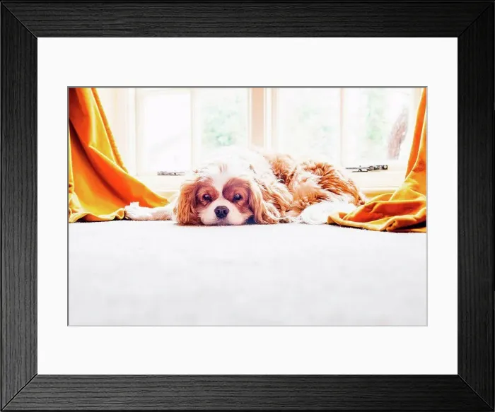 Framed Print : Dog lying on floor Framed Print : Dog lying on floor