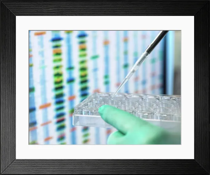 Framed Print : DNA Sciences, Scientist pipetting a sample into a multi well plate ready for automated analysis in age lab with the DNA Framed Print : DNA Sciences, Scientist pipetting a sample into a multi well plate ready for automated analysis in age lab with the DNA