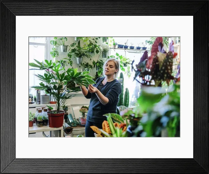 Framed Print : Proud owner tending to plants in nursery