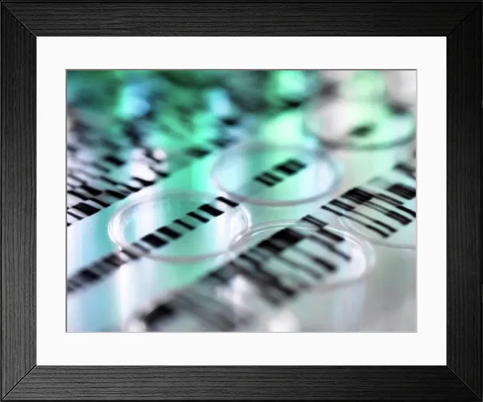 Framed Print : DNA autoradiogram gel illustrating genetic results laying on a row of test tubes in the laboratory