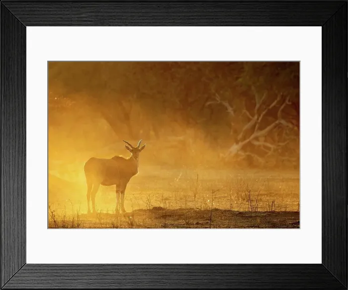 Framed Print : Eland at dawn, Mana Pools national park, Zimbabwe, Africa Framed Print : Eland at dawn, Mana Pools national park, Zimbabwe, Africa