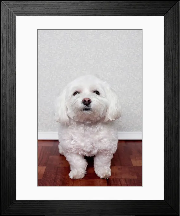 Framed Print : Portrait of a maltese dog Framed Print : Portrait of a maltese dog