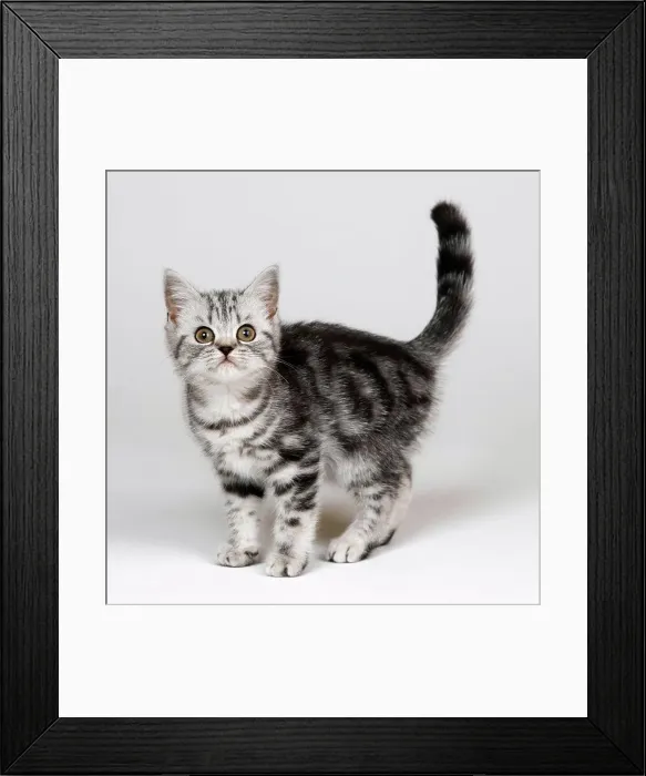 Framed Print : Silver tabby kitten Framed Print : Silver tabby kitten