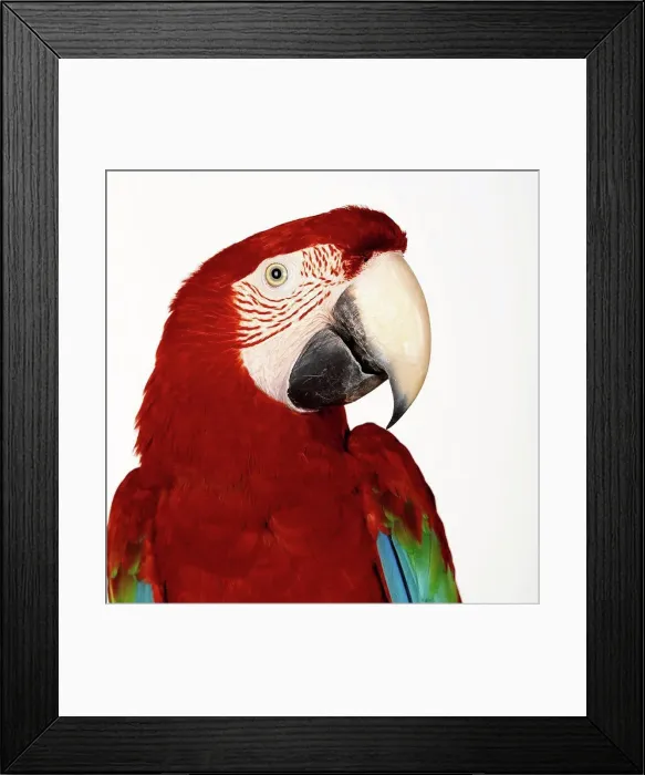 Framed Print : Green Wing Macaw Framed Print : Green Wing Macaw