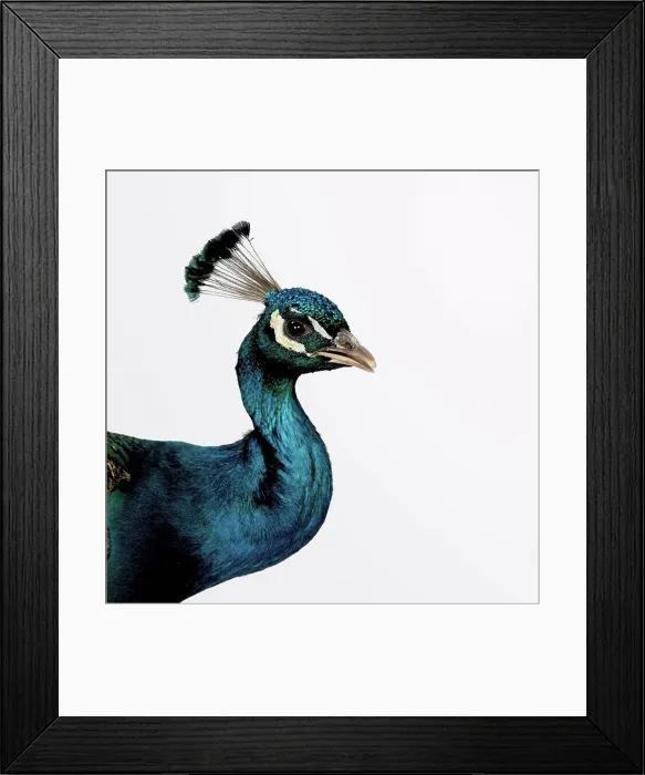 Framed Print : Peacock Framed Print : Peacock