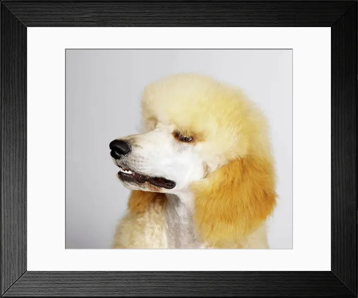 Framed Print : Close up of Standard Poodle Framed Print : Close up of Standard Poodle