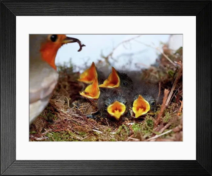 Framed Print : Robin with five chicks in nest Framed Print : Robin with five chicks in nest