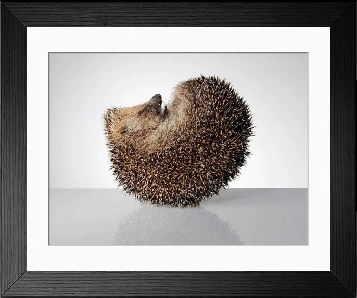 Framed Print : Hedgehog, curled up Framed Print : Hedgehog, curled up