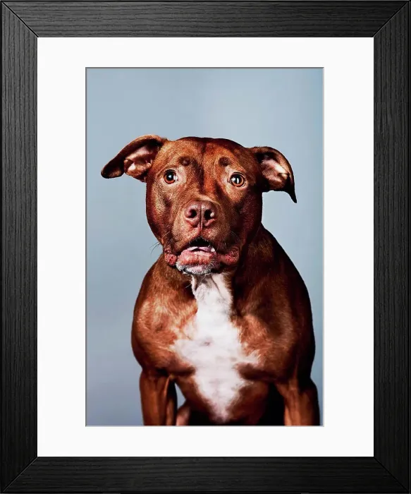 Framed Print : Portrait of a pitbull Framed Print : Portrait of a pitbull