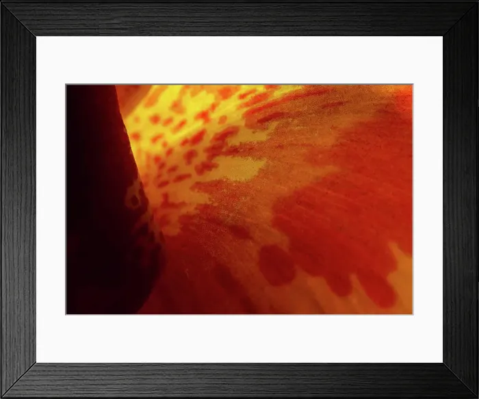 Framed Print : Flower Petals Macro Detail Abstract Framed Print : Flower Petals Macro Detail Abstract