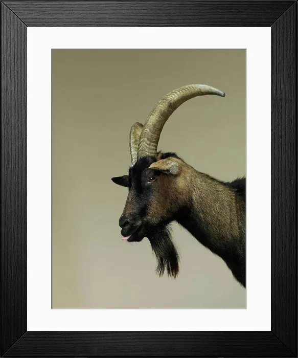 Framed Print : Studio portrait of goat in profile Framed Print : Studio portrait of goat in profile