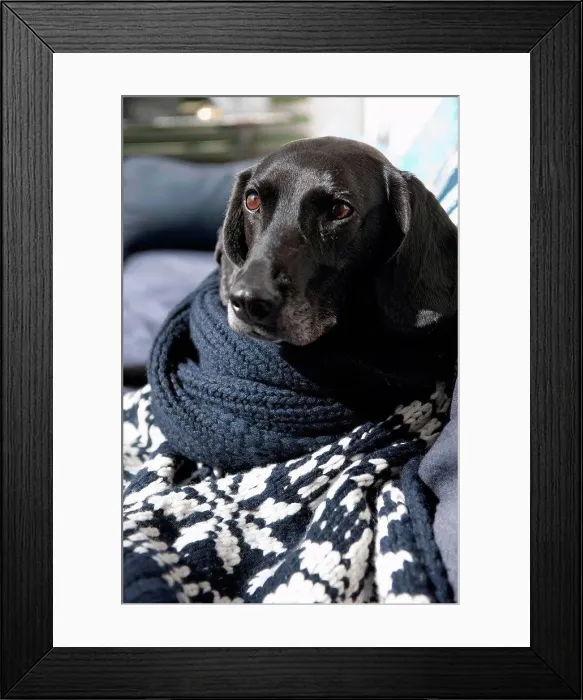 Framed Print : Dog wrapped in knitted blanket on sofa