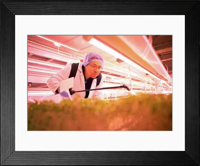 Framed Print : Male worker bending forward to spray micro greens in underground tunnel nursery, London, UK Framed Print : Male worker bending forward to spray micro greens in underground tunnel nursery, London, UK