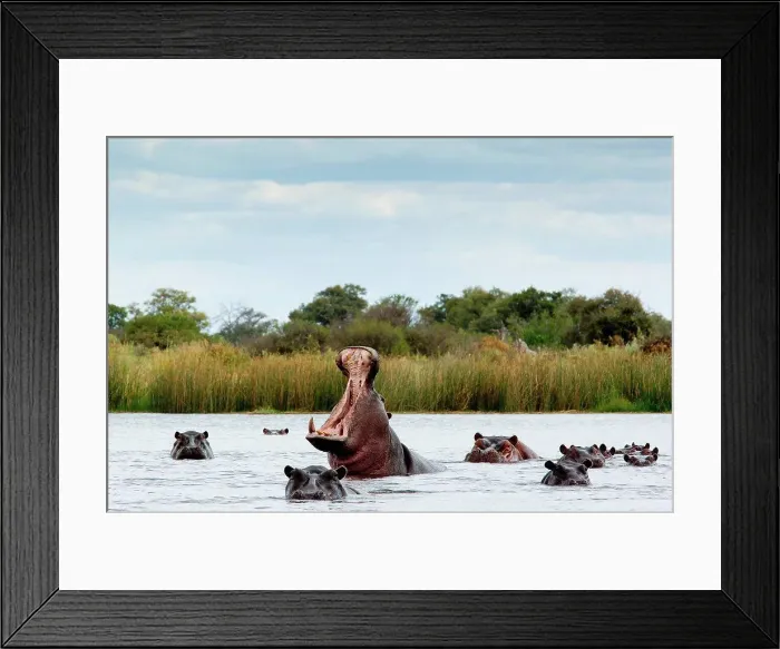 Framed Print : Belligerent hippo in river Framed Print : Belligerent hippo in river
