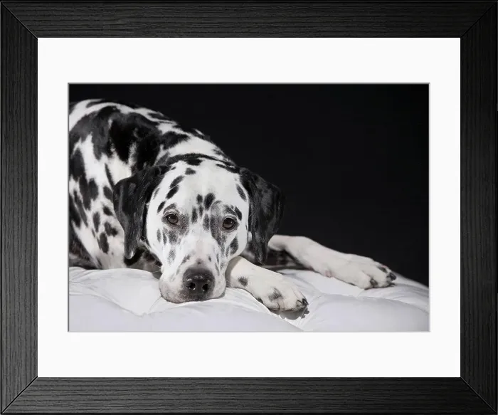 Framed Print : Adult male Dalmatian portrait Framed Print : Adult male Dalmatian portrait