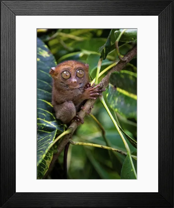 Framed Print : Small monkey perched in tree Framed Print : Small monkey perched in tree