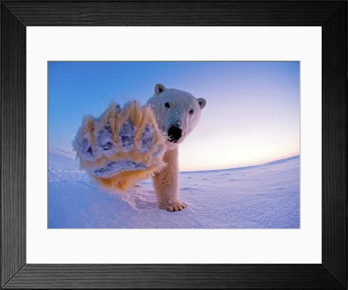 Framed Print : polar bear, Ursus maritimus, fish eye view of a sow on the pack ice along the coast in morning Framed Print : polar bear, Ursus maritimus, fish eye view of a sow on the pack ice along the coast in morning