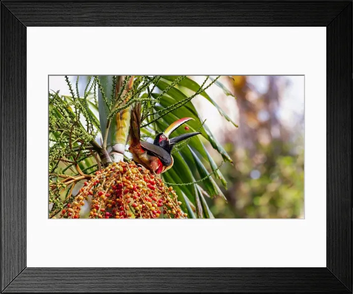 Framed Print : A colorful Aracari toucan juggles fruit before eating it Framed Print : A colorful Aracari toucan juggles fruit before eating it