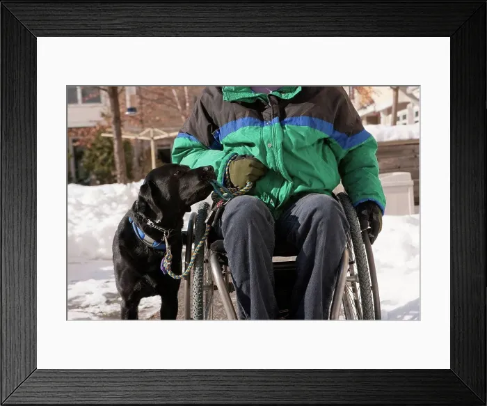 Framed Print : Woman with multiple sclerosis in a wheelchair with a service dog in the snow Framed Print : Woman with multiple sclerosis in a wheelchair with a service dog in the snow
