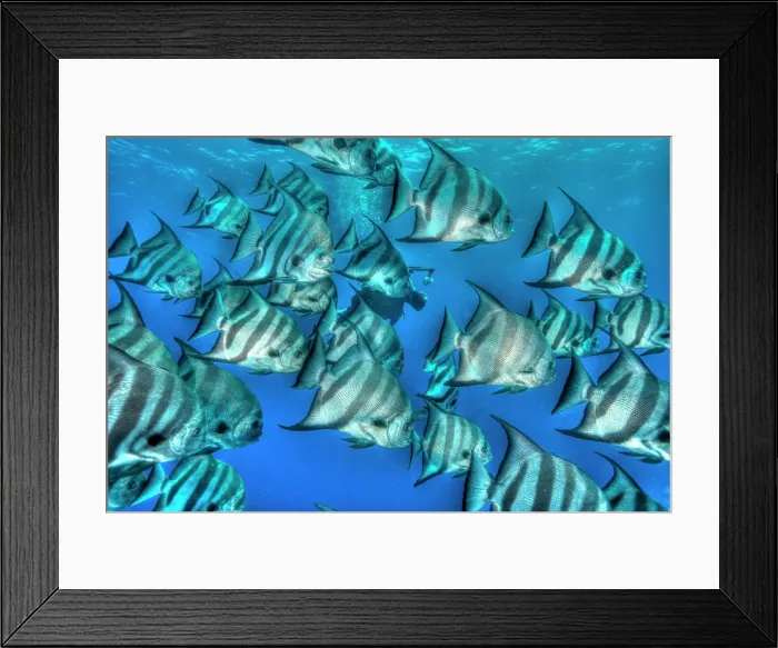 Framed Print : Bat fish in HDR, shot in the Turks and Caicos Islands, West Indies, Central America Framed Print : Bat fish in HDR, shot in the Turks and Caicos Islands, West Indies, Central America