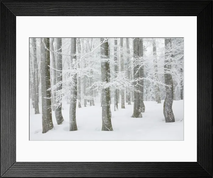 Framed Print : Snow covered beech tree forest in winter, Neuenburg, Switzerland, Europe