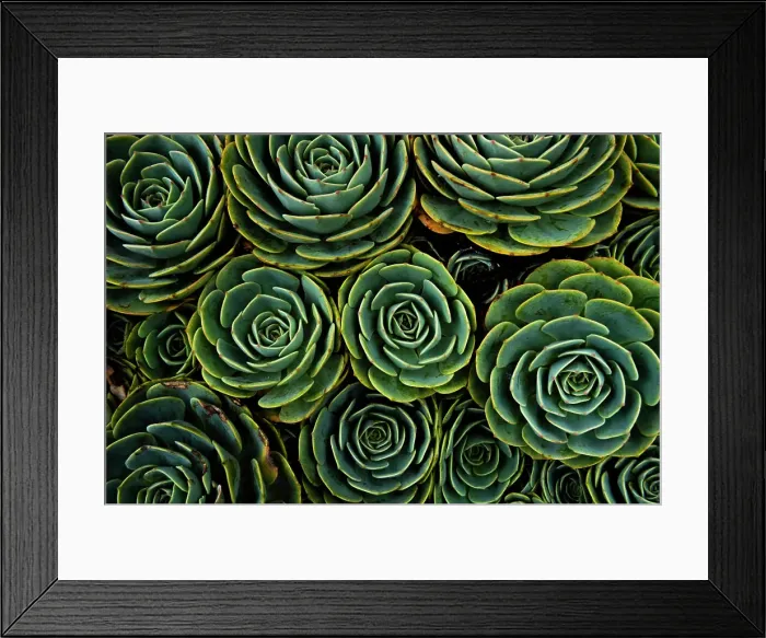 Framed Print : Succulents in the shape of flowers, San Gerardo de Dota, San Jose Province, Costa Rica, Central America Framed Print : Succulents in the shape of flowers, San Gerardo de Dota, San Jose Province, Costa Rica, Central America