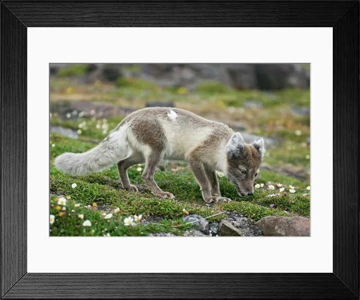 Framed Print : An adult arctic fox (Alopex lagopus) forages on the tundra in summertime, Sassenfjorden, Svalbard, Norway Framed Print : An adult arctic fox (Alopex lagopus) forages on the tundra in summertime, Sassenfjorden, Svalbard, Norway