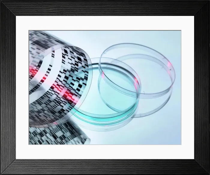 Framed Print : High angle view of curled DNA sequencing gel and petri dish Framed Print : High angle view of curled DNA sequencing gel and petri dish