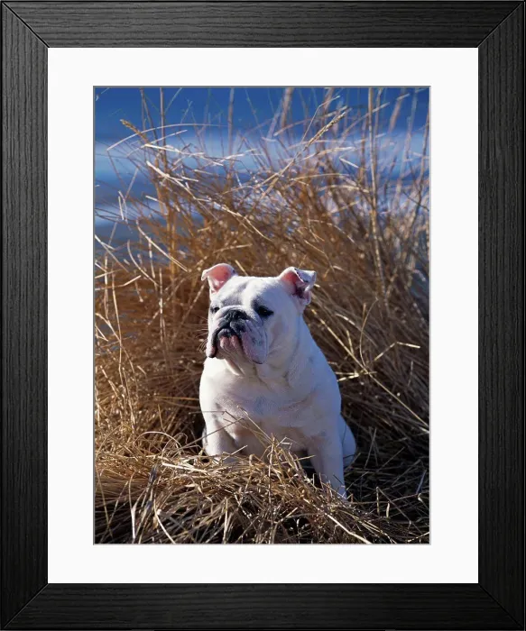 Framed Print : Bulldog, AKC, 1-year-old Button photographed at Anchor Point and owned by Dale Griner of Anchor Point, Alaska. (PR) Framed Print : Bulldog, AKC, 1-year-old Button photographed at Anchor Point and owned by Dale Griner of Anchor Point, Alaska. (PR)